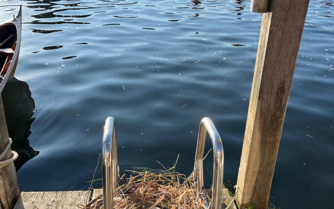 Henley, 1 juli: De Hoop en De Maas een ronde verder